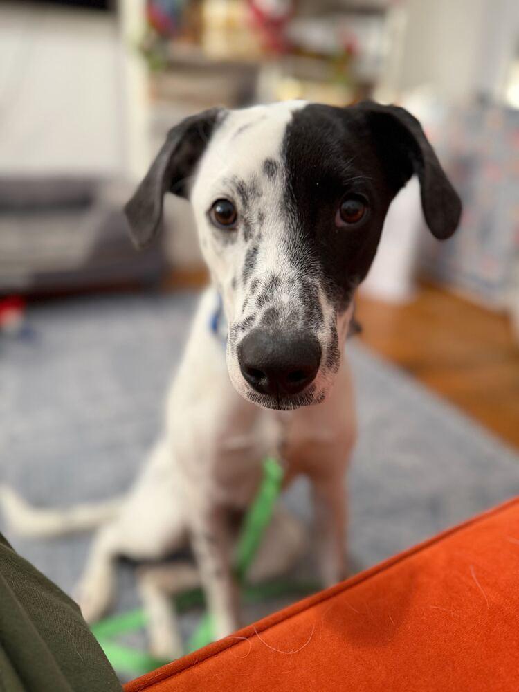 Enlarge Ethan, a Adoptable Dalmatian in Long Island City, NY image 6/6