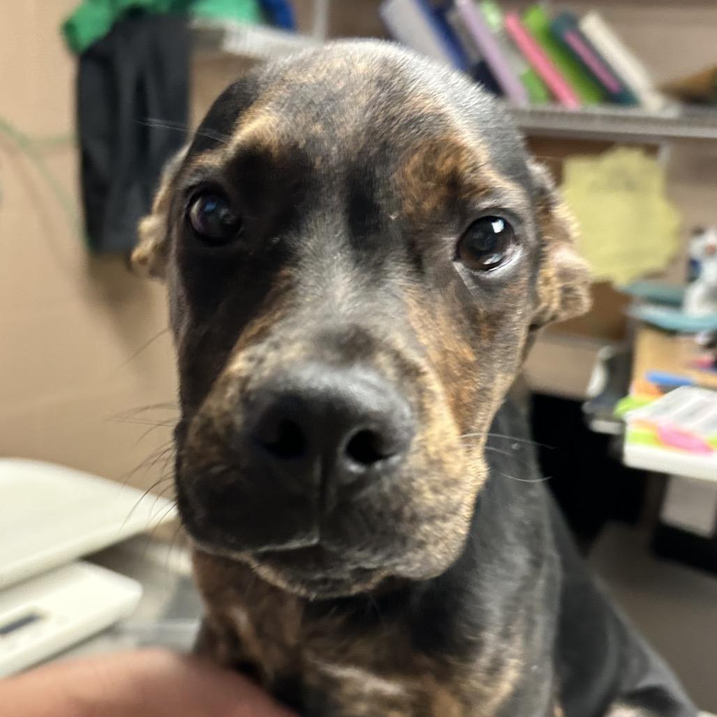 Enlarge Rebel, a Adoptable mixed breed in Newport, NC image 1/3