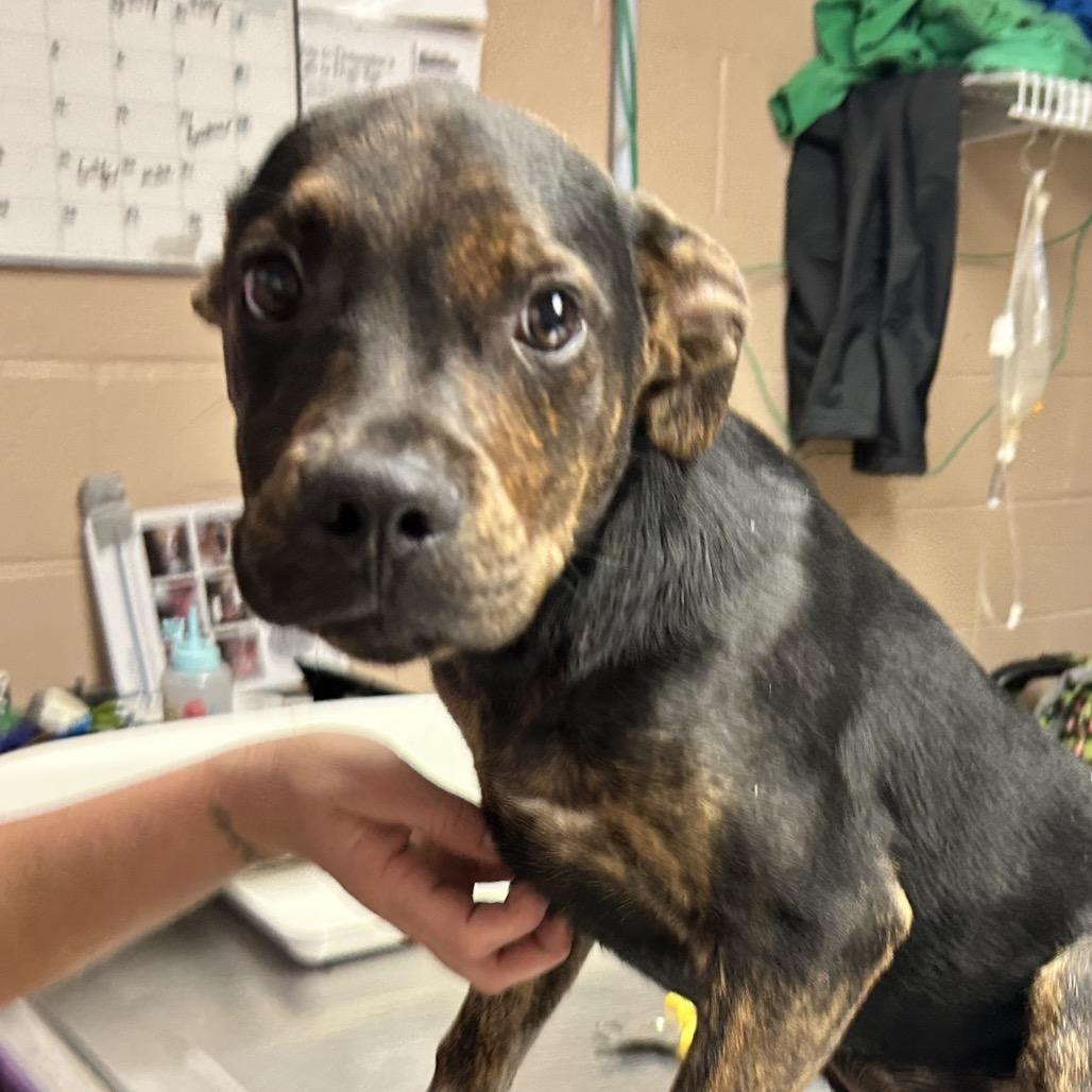 Enlarge Rebel, a Adoptable mixed breed in Newport, NC image 2/3
