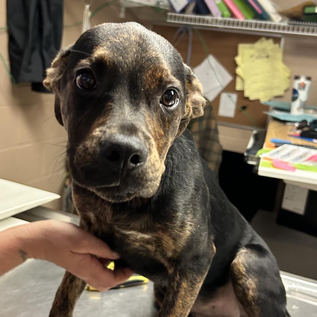Enlarge Rebel, a Adoptable mixed breed in Newport, NC image 3/3