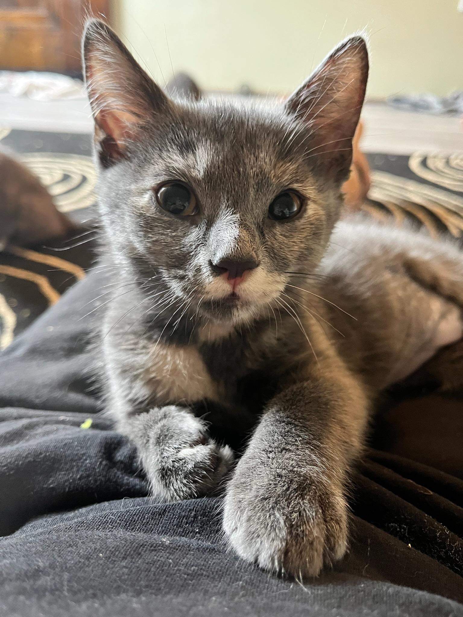 Butter, a Adoptable Domestic Short Hair in Hartville, OH image 2/4