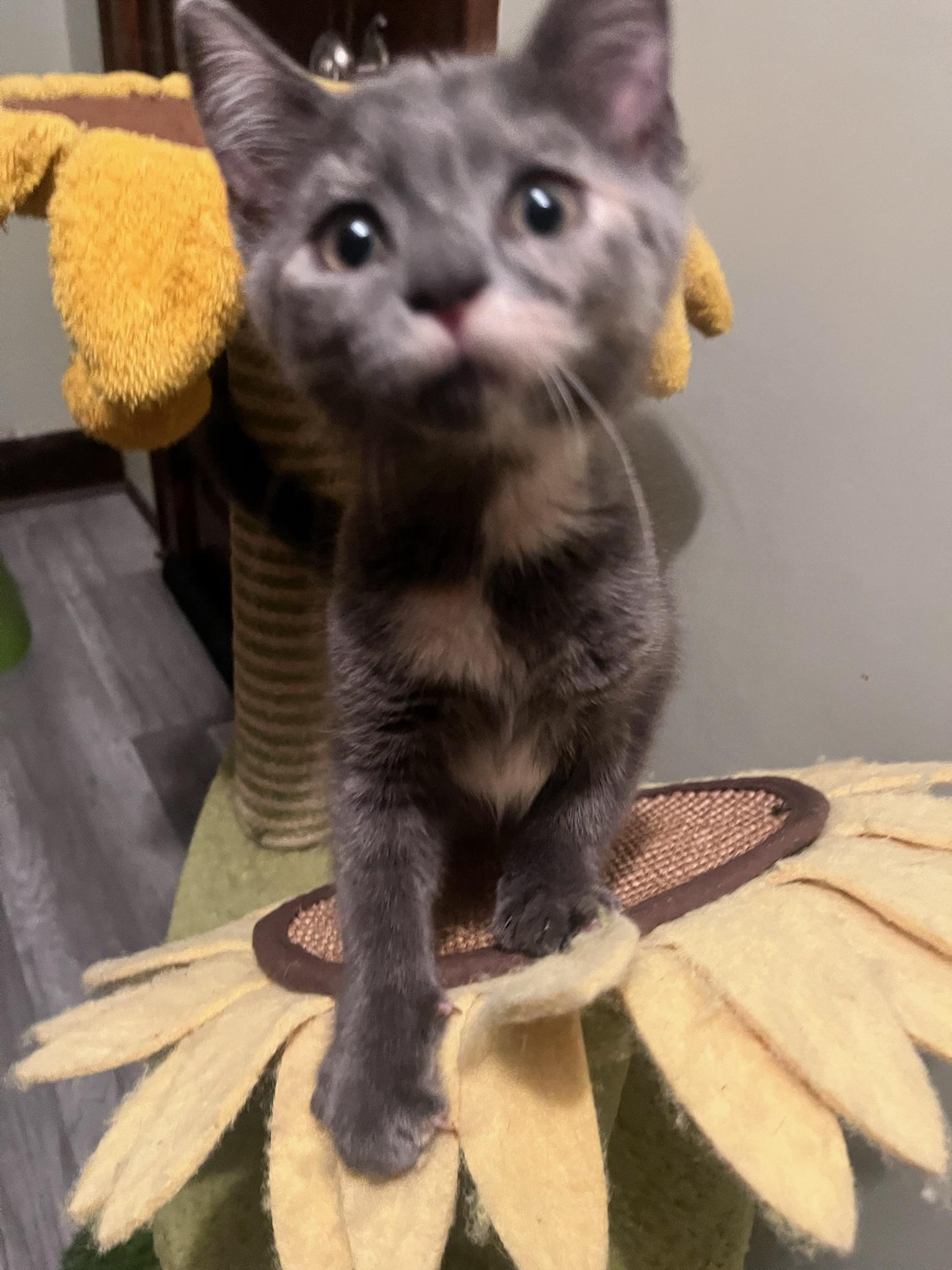 Butter, a Adoptable Domestic Short Hair in Hartville, OH image 3/4