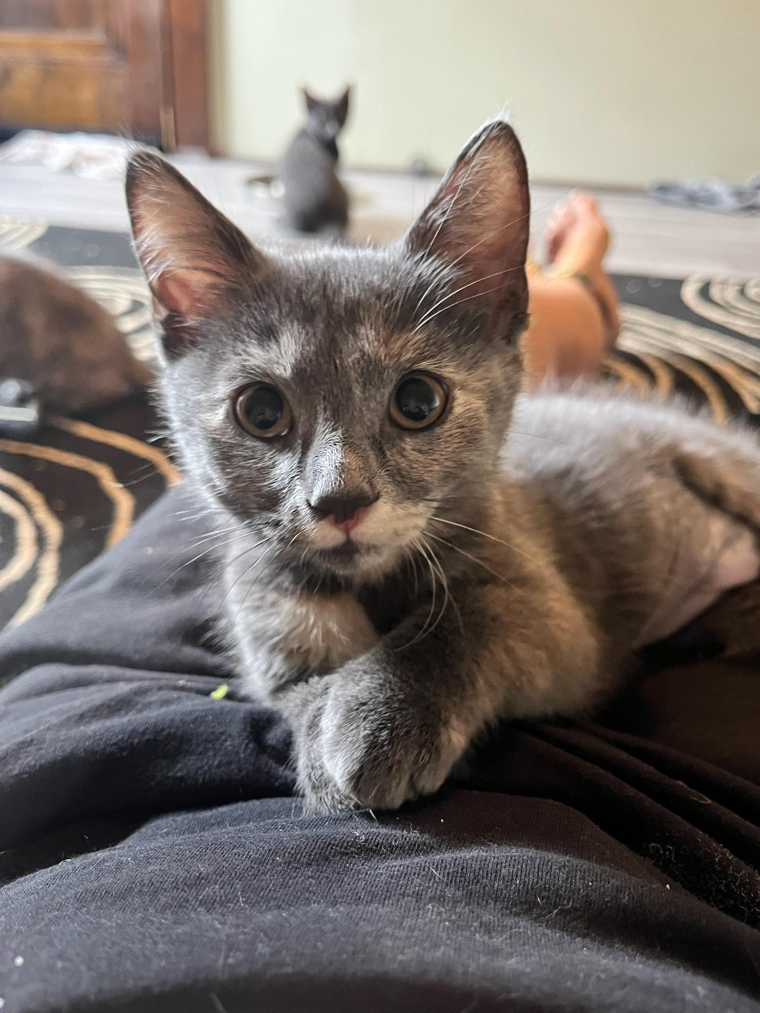 Butter, Adoptable, Kitten Female Domestic Short Hair.