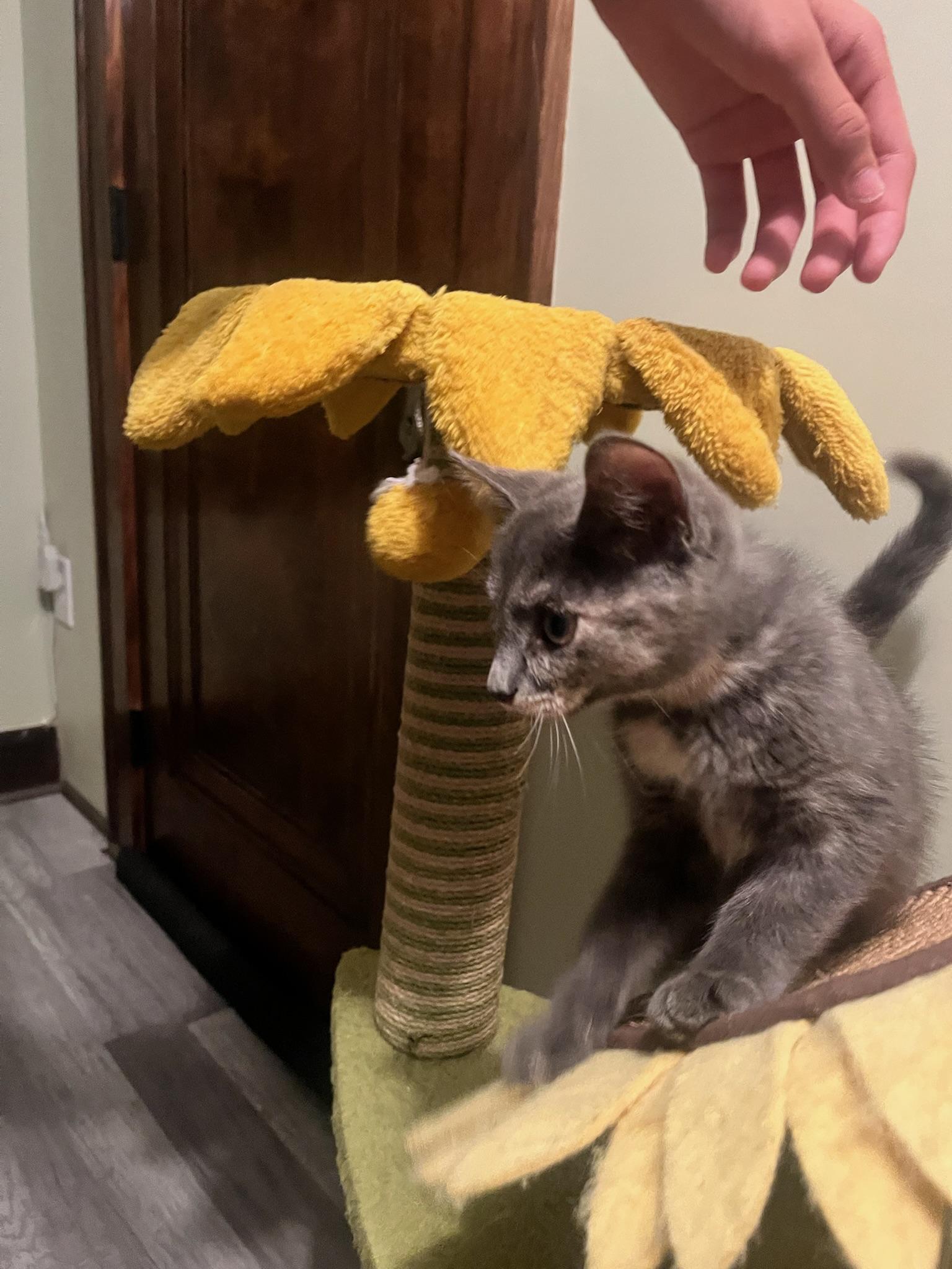 Butter, a Adoptable Domestic Short Hair in Hartville, OH image 4/4