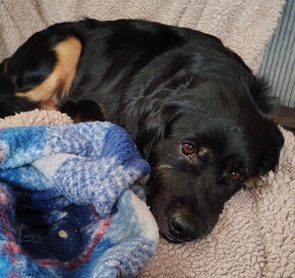 Buster, Adoptable, Adult Male Black Labrador Retriever & Rat Terrier.
