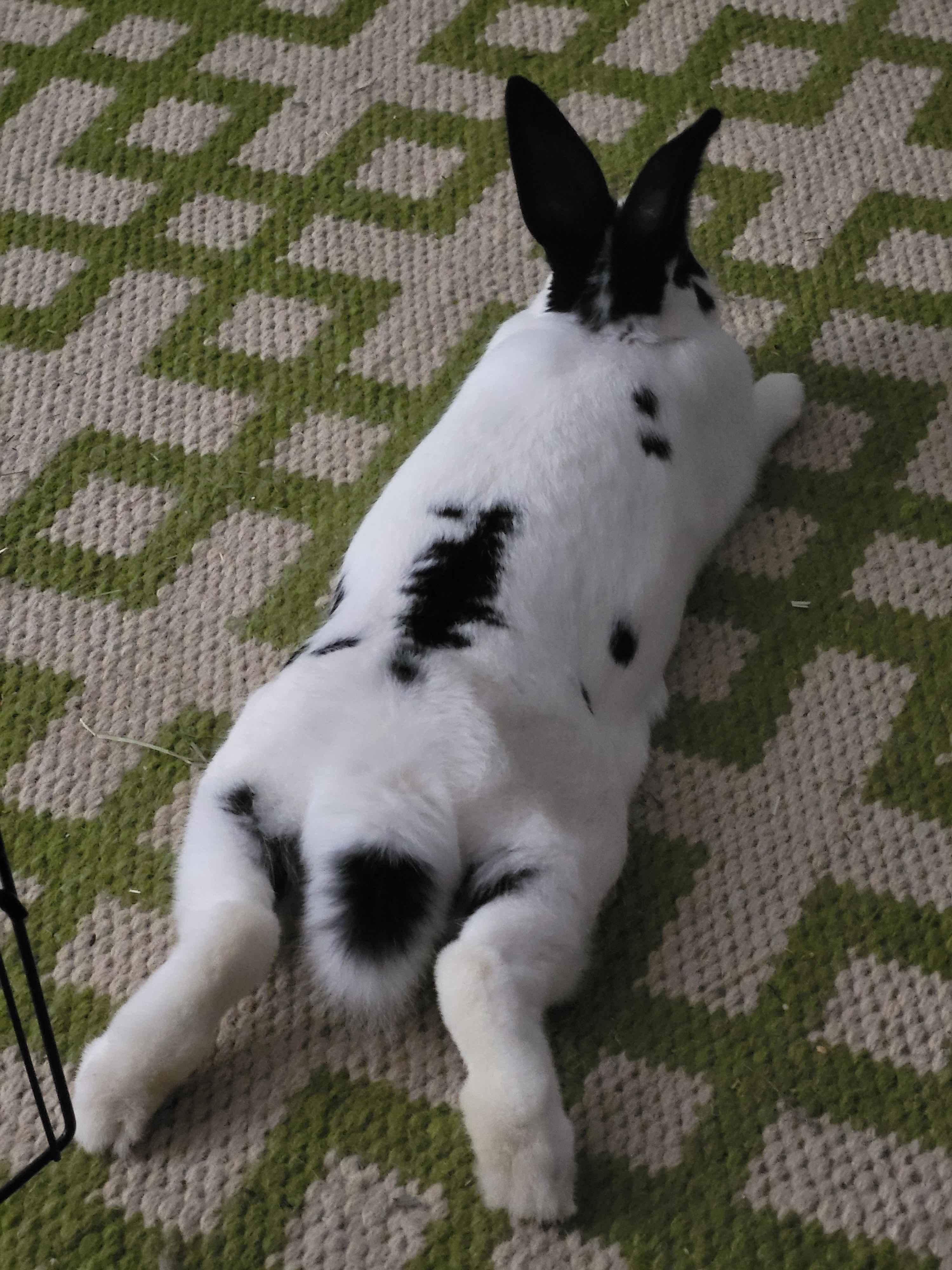 Enlarge Agave, a Adoptable Bunny Rabbit in Canal Fulton, OH image 2/3