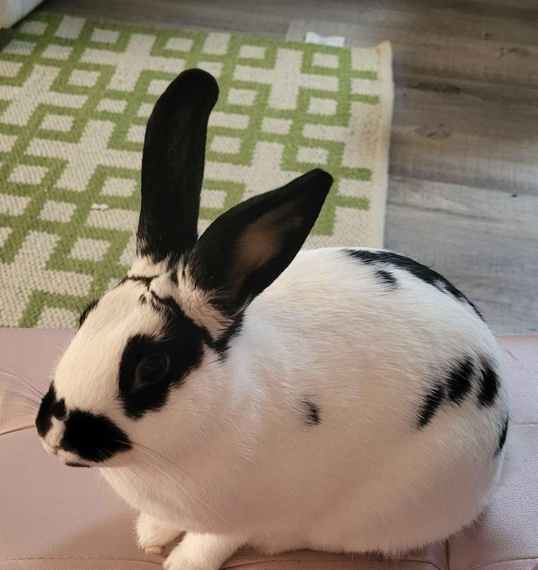 Agave, Adoptable, Young Female Bunny Rabbit.