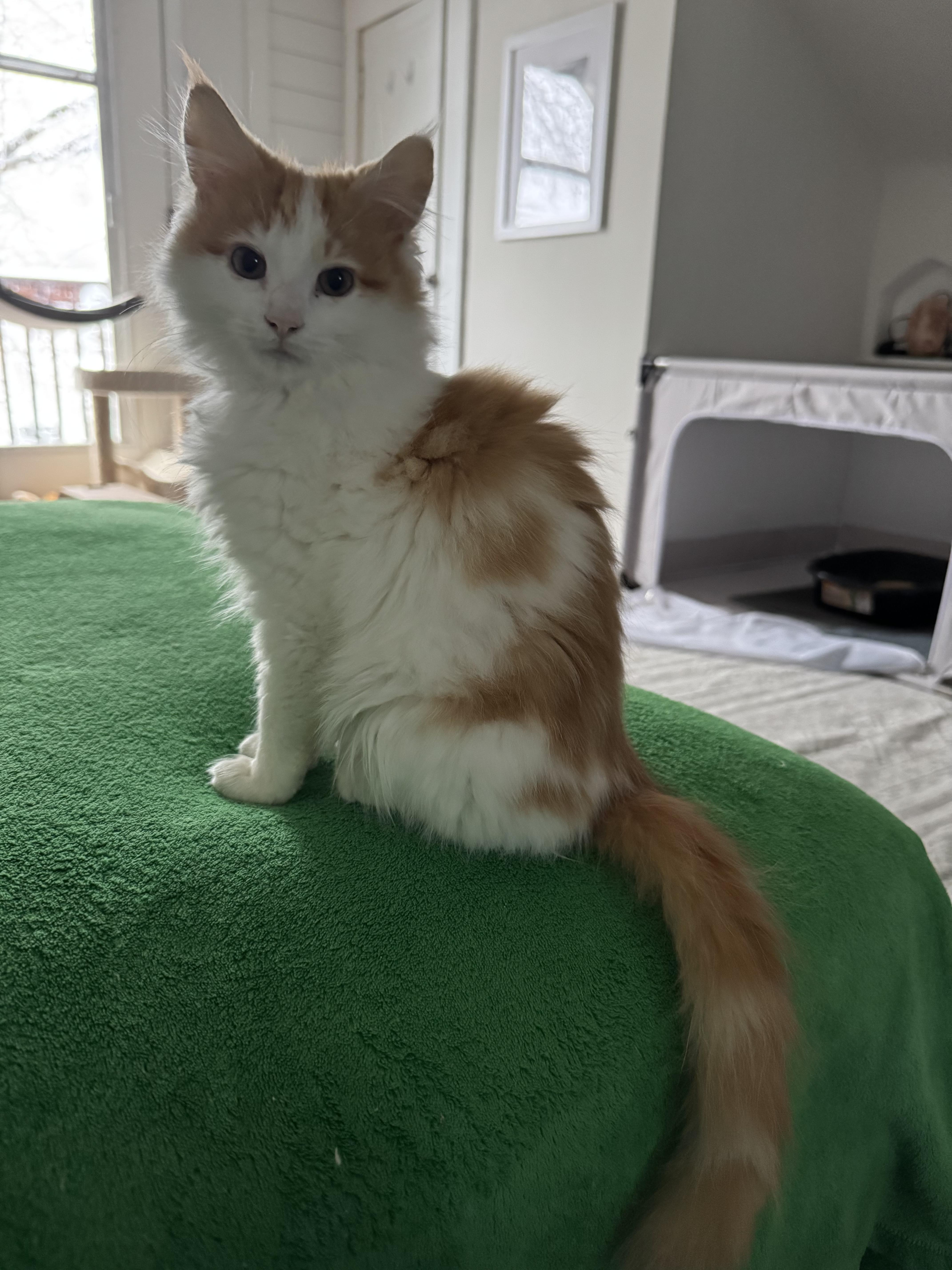Sherbet, adopted, Young Male Domestic Long Hair.