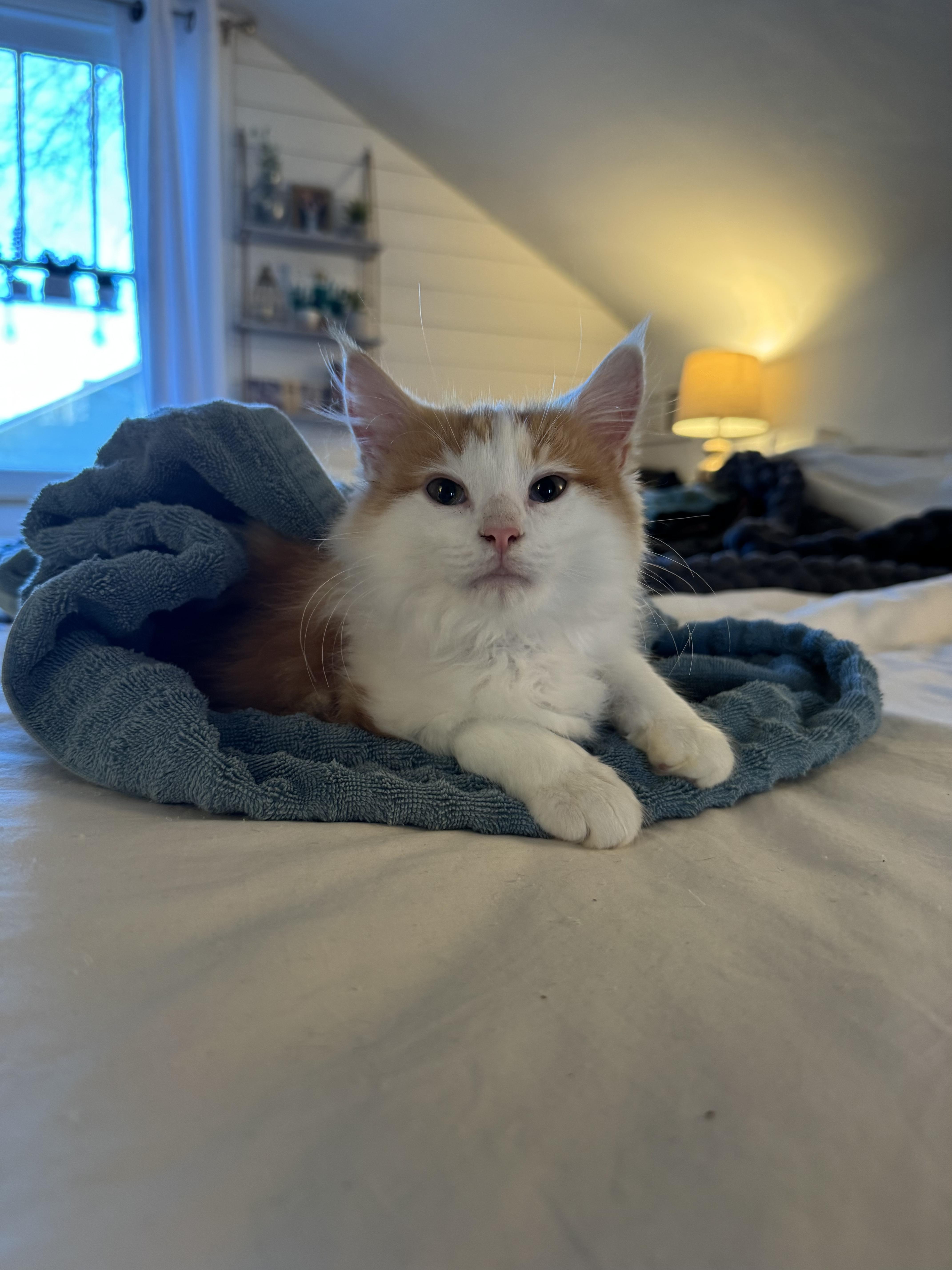 Sherbet, an adopted Domestic Long Hair in Nashville, TN image 2/2