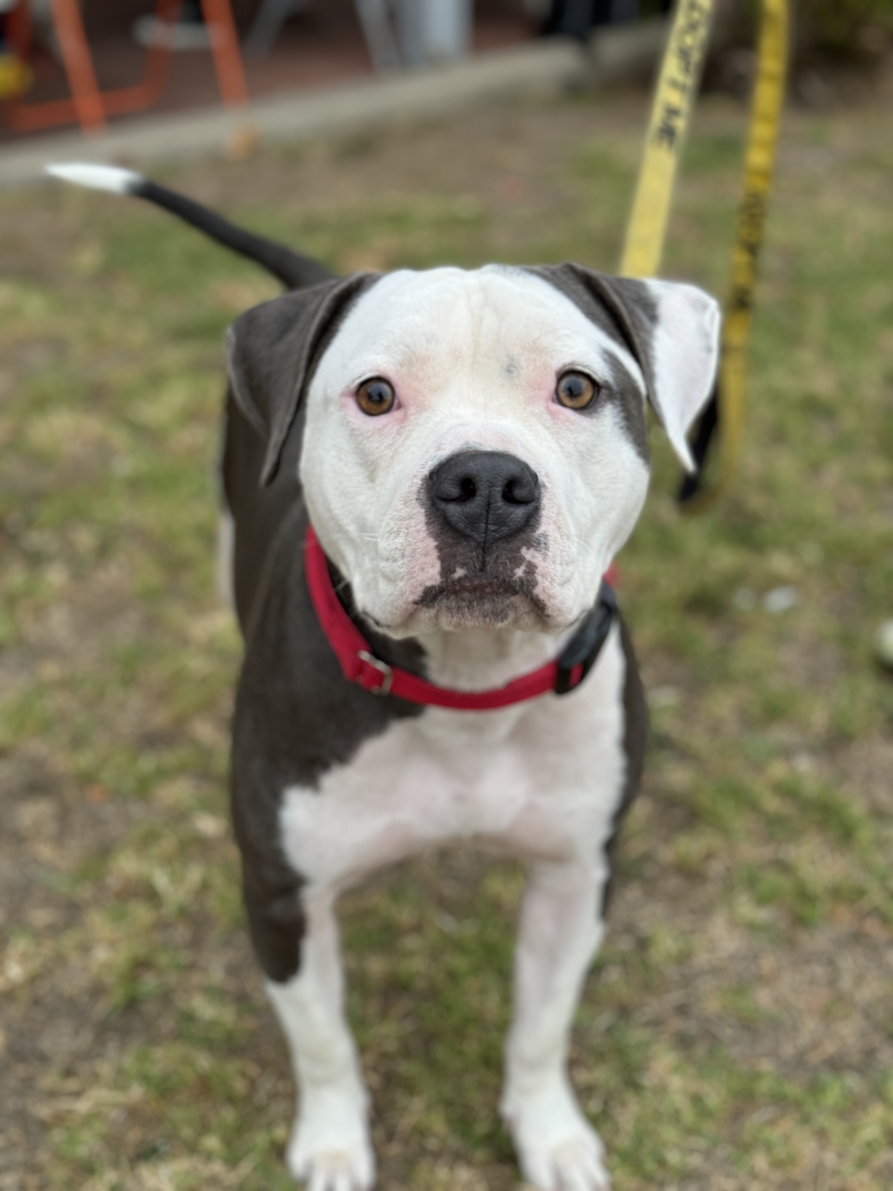 Dog for adoption Dolly, a Pit Bull Terrier Mix in San Francisco, CA