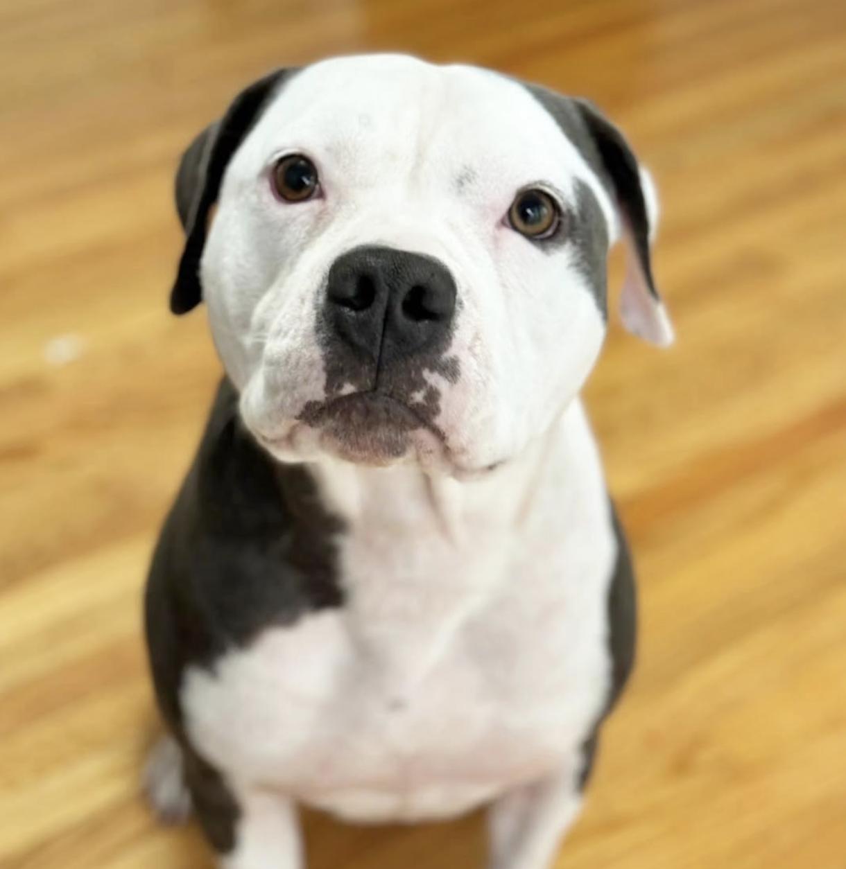 Dog for adoption Dolly, a Pit Bull Terrier Mix in San Francisco, CA