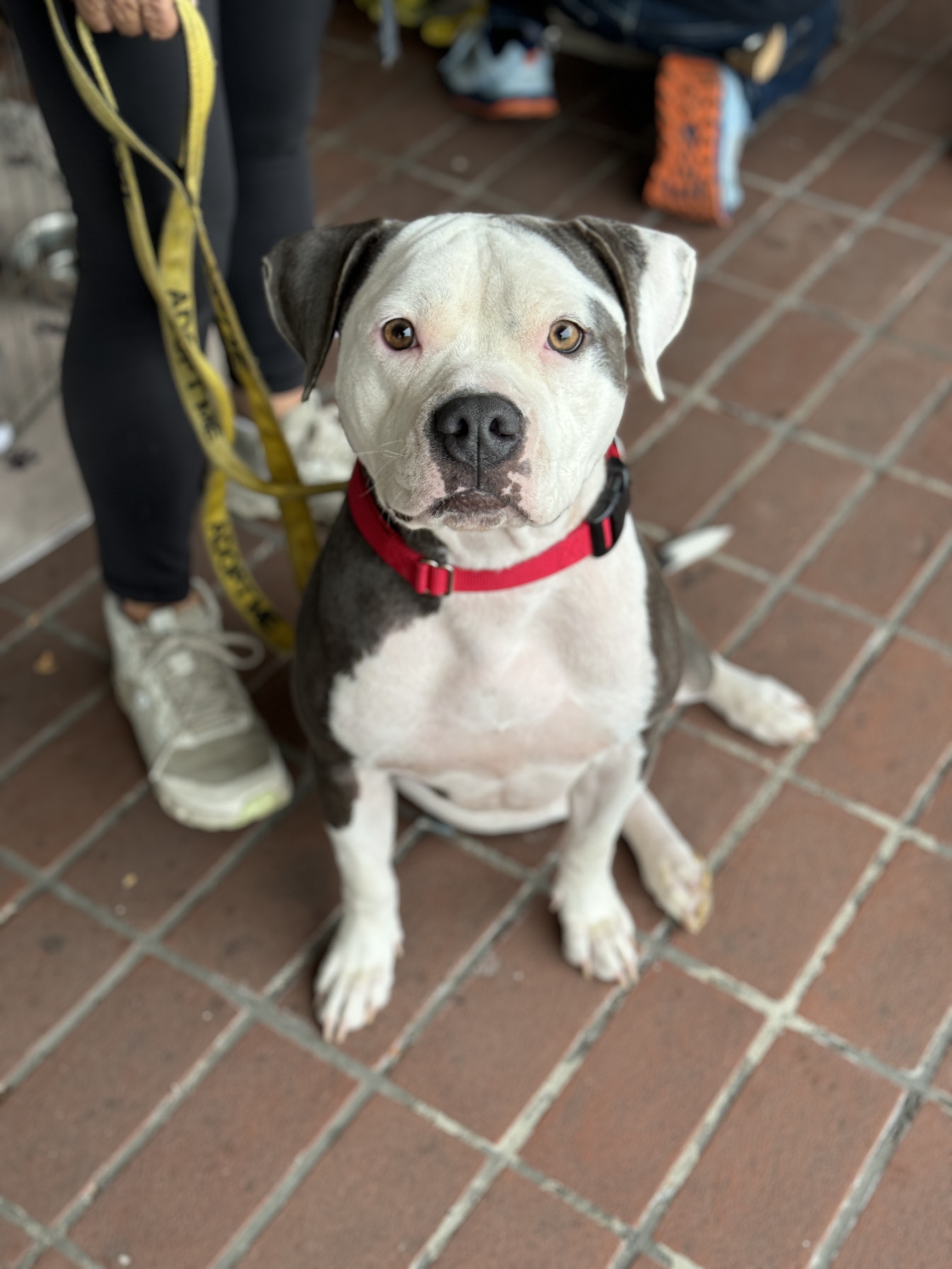 Dog for adoption Dolly, a Pit Bull Terrier Mix in San Francisco, CA