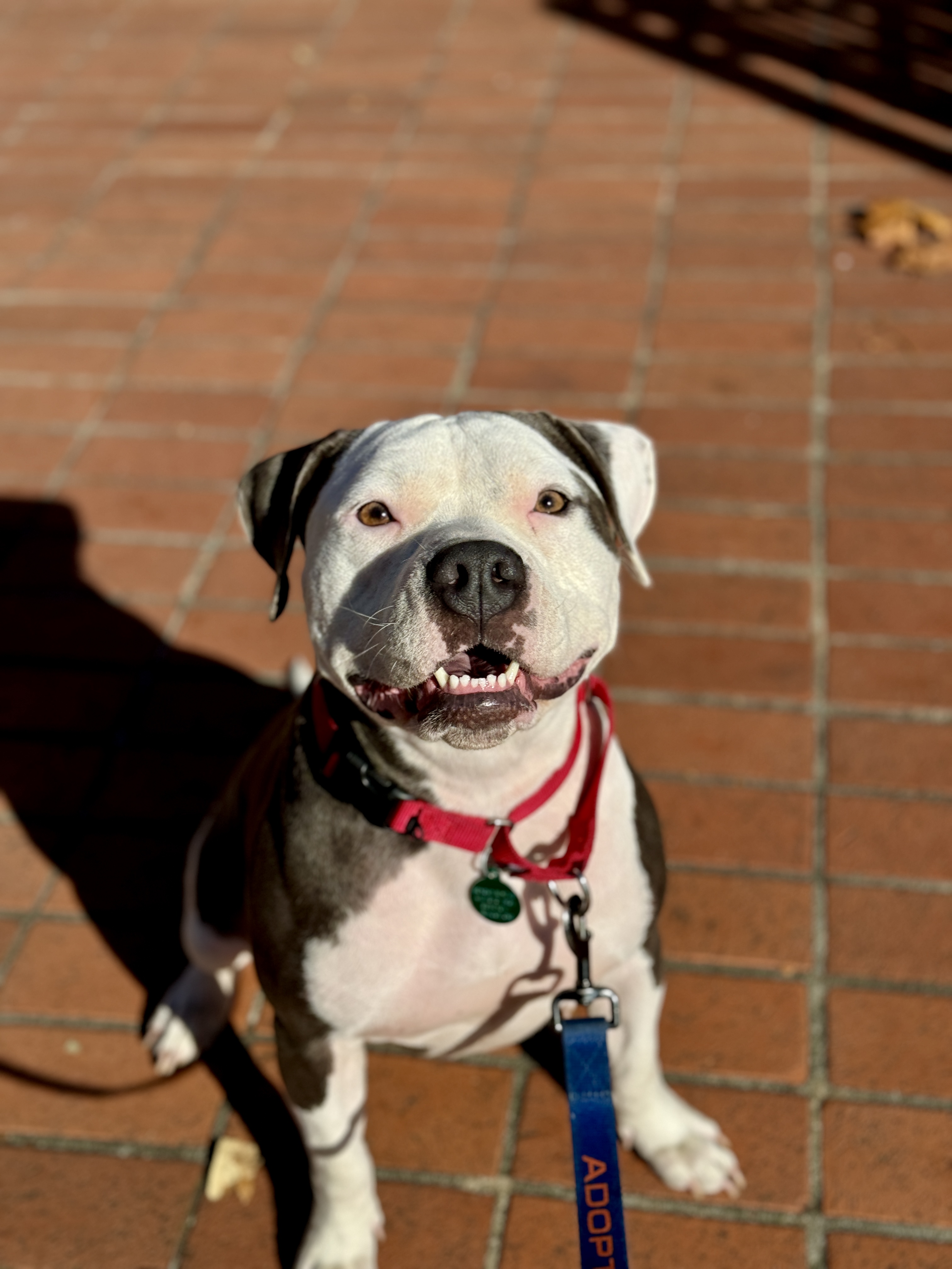 Dog for adoption Dolly, a Pit Bull Terrier Mix in San Francisco, CA