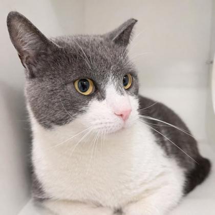 Bandit, Adoptable, Adult Female Domestic Short Hair & Domestic Short Hair.