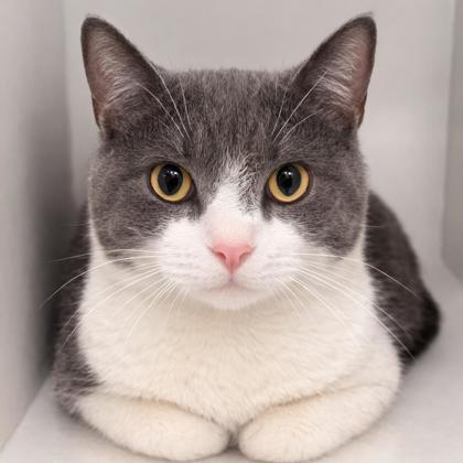 Bandit, a Adoptable mixed breed in Voorhees, NJ image 2/3