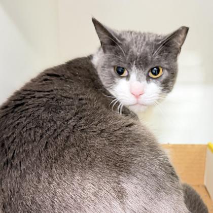 Bandit, a Adoptable mixed breed in Voorhees, NJ image 3/3