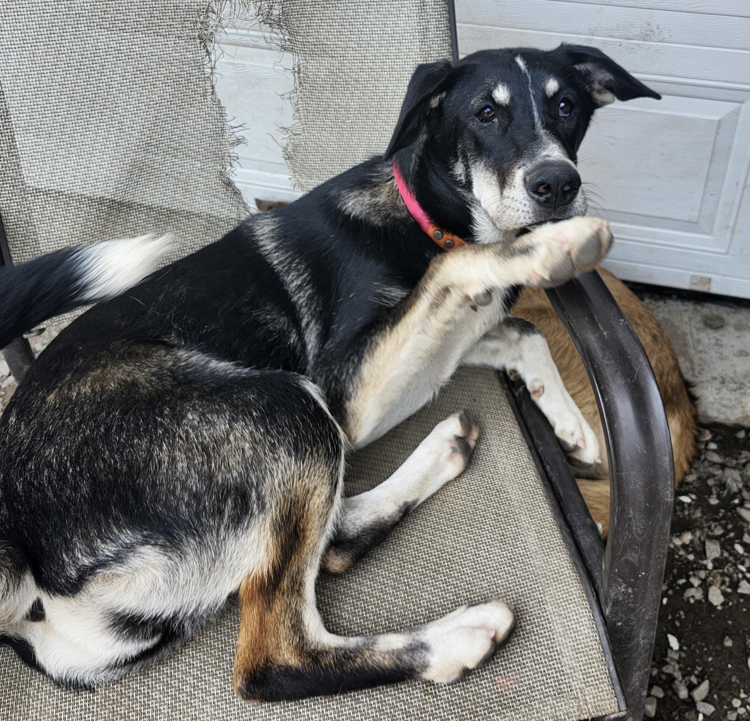 Tyra, Adoptable, Young Female Husky.