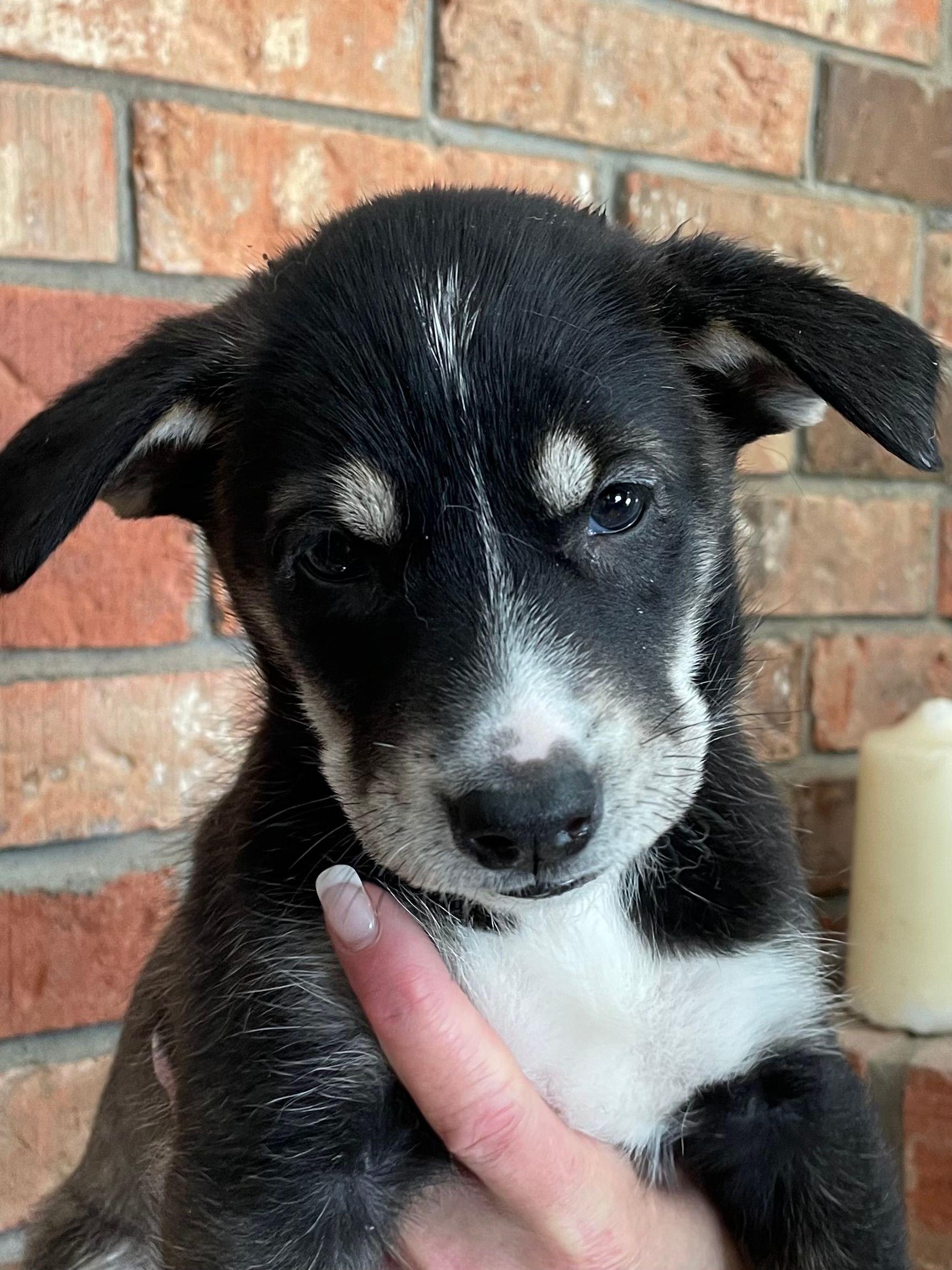 Tyra, a Adoptable mixed breed in STE-MARGUERITE-DU-LAC-MASSON, QC image 2/2