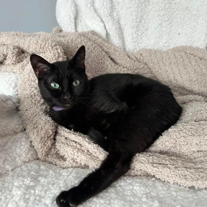 Espresso *Beautiful Eyes*