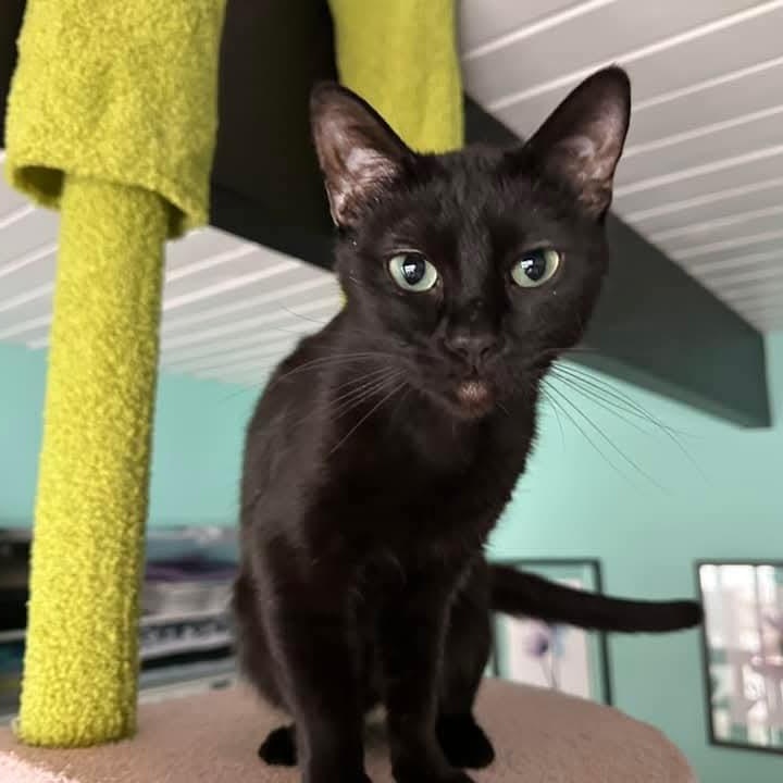 Espresso *Beautiful Eyes*