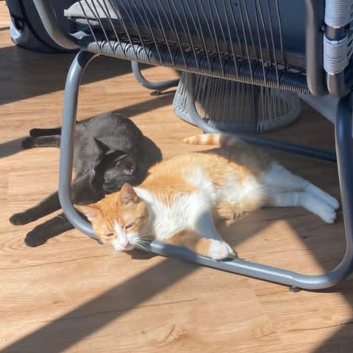 Espresso *Beautiful Eyes*