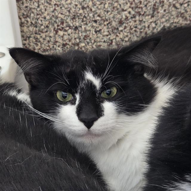 Enlarge GENTOO, a Adoptable Domestic Short Hair in Centerville, MA image 1/1