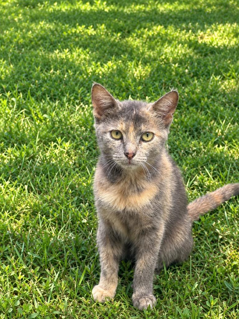 Enlarge Spook, a Adopted mixed breed in Wauchula, FL image 1/1