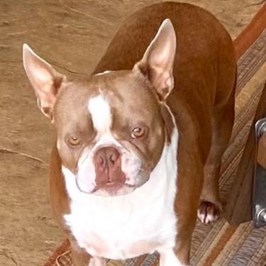 Enlarge Zack, a Adoptable Boston Terrier in Decatur, AL image 1/3