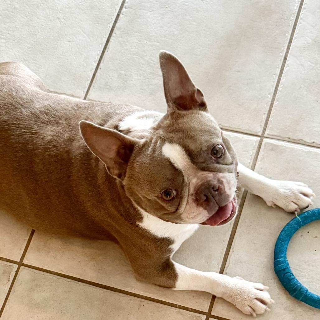 Enlarge Zack, a Adoptable Boston Terrier in Decatur, AL image 2/3