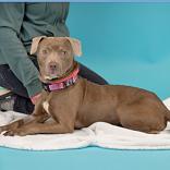 Enlarge Gravy, a ADOPTABLE mixed breed in Hilliard, OH image 2/5