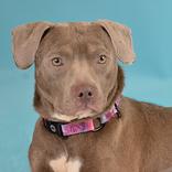 Gravy, ADOPTABLE, Young Male Pit Bull Terrier.