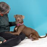 Enlarge Gravy, a ADOPTABLE mixed breed in Hilliard, OH image 3/5