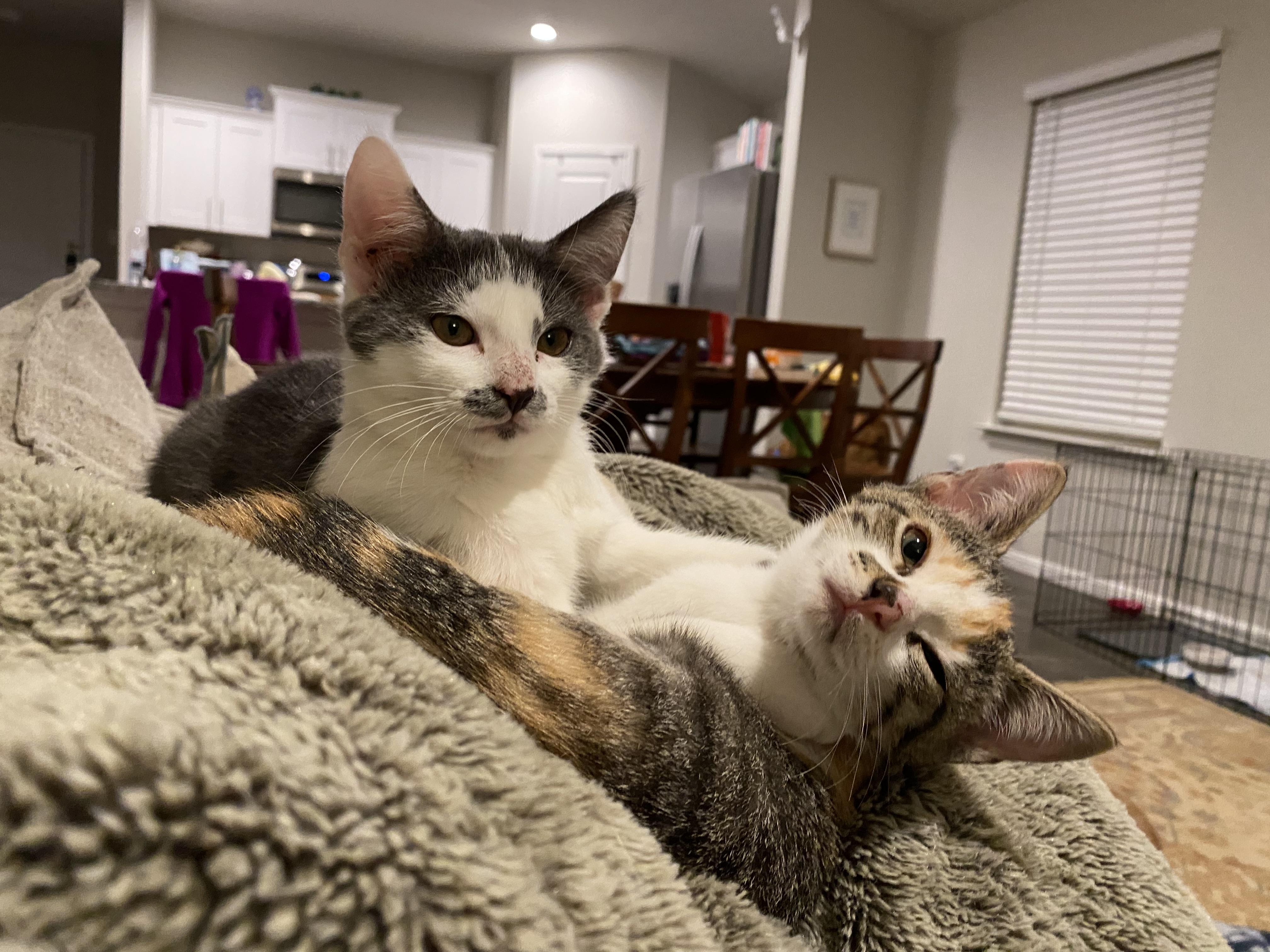 Enlarge Evie, an adopted Domestic Medium Hair in Crowley, TX image 3/4