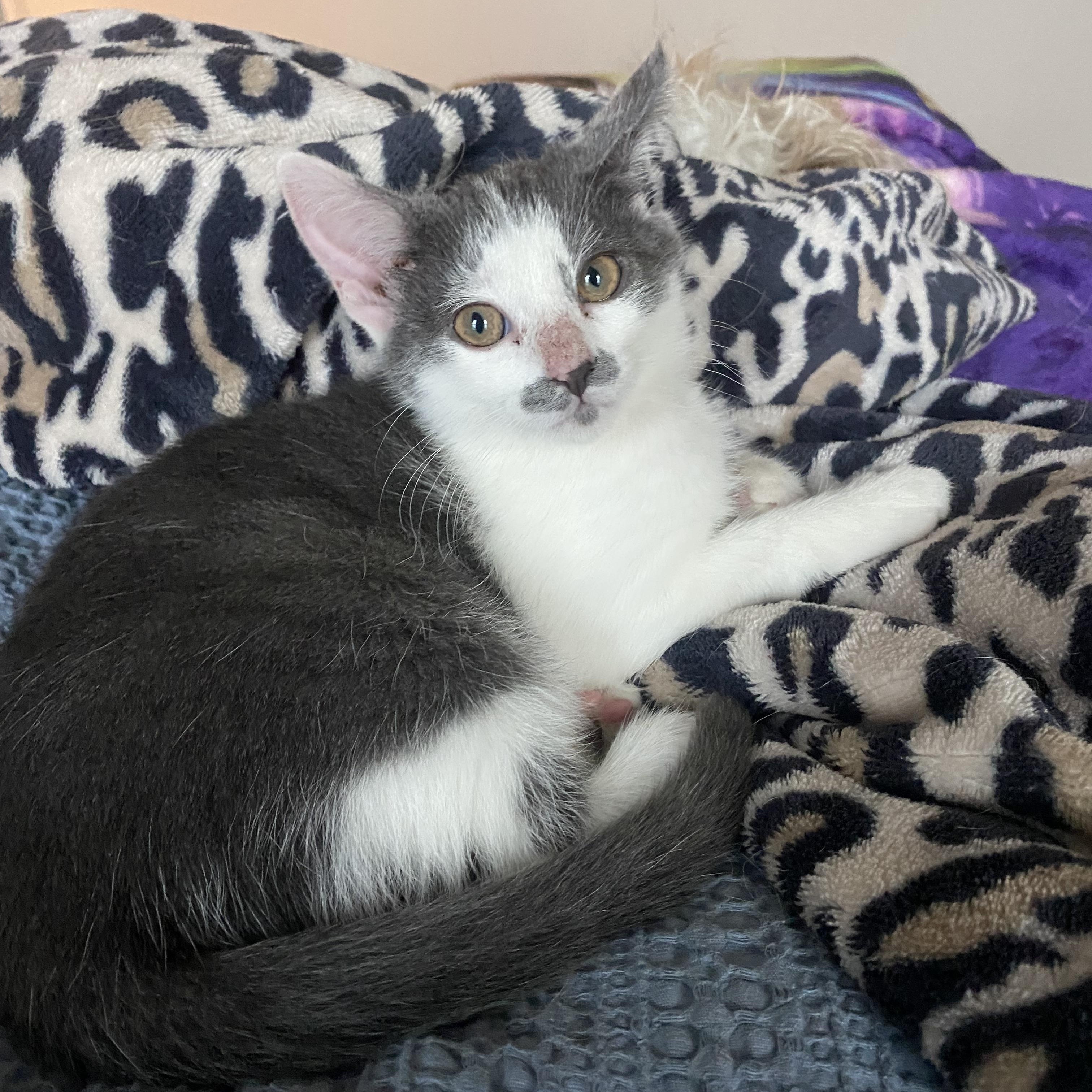 Evie, adopted, Kitten Female Domestic Medium Hair.