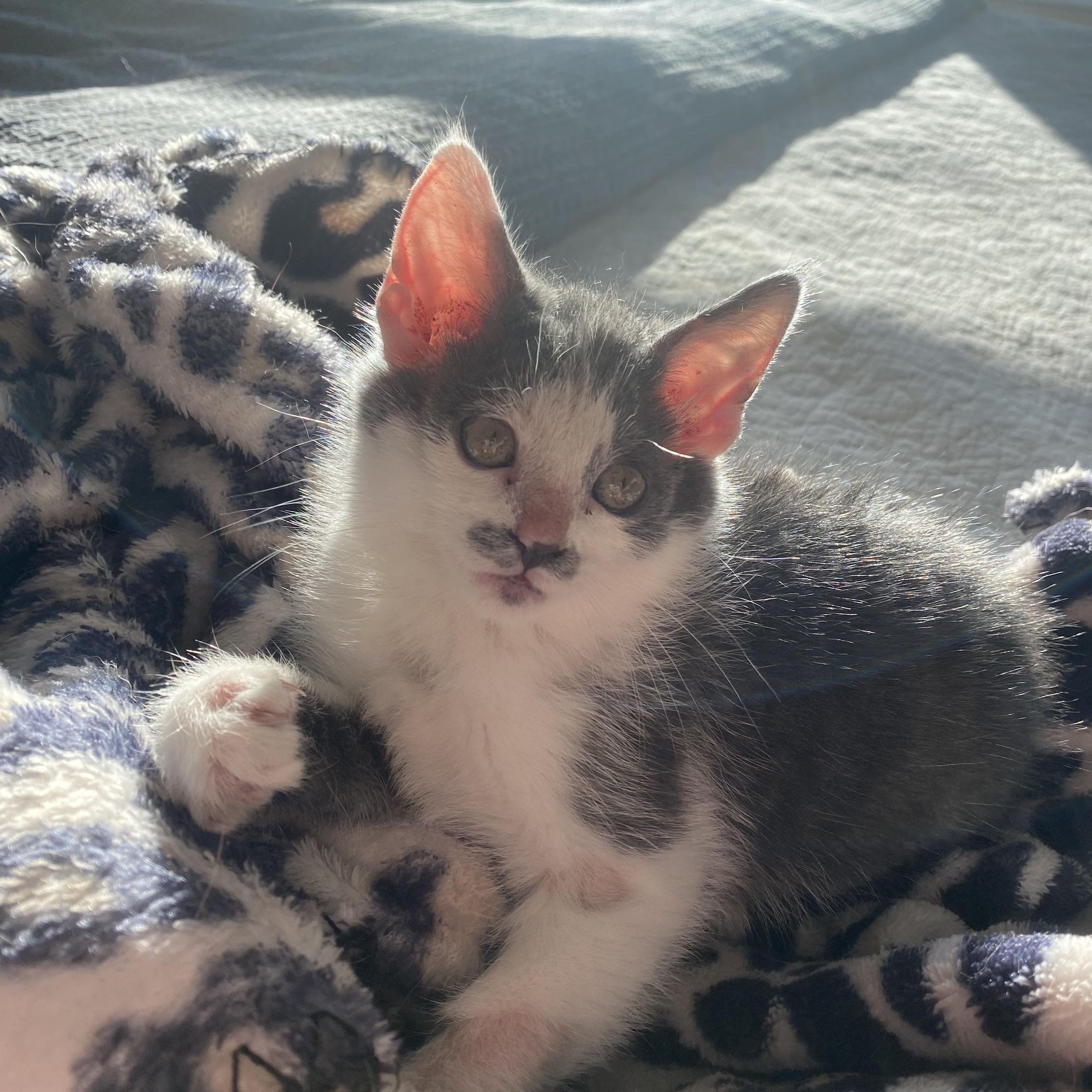 Enlarge Evie, an adopted Domestic Medium Hair in Crowley, TX image 2/4