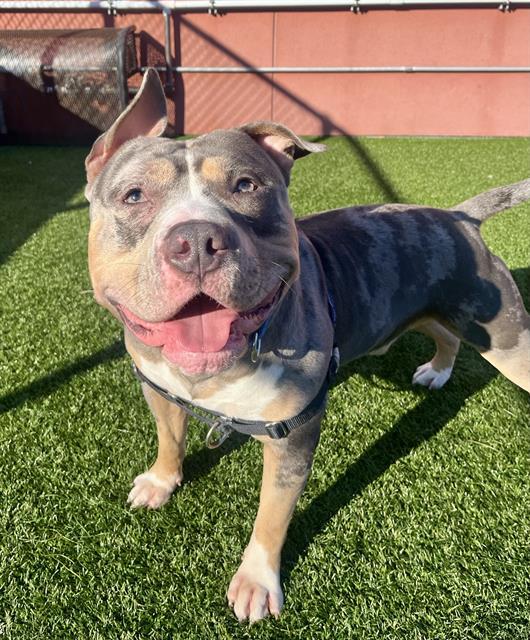 Enlarge MR WORLDWIDE, a Adoptable Pit Bull Terrier in San Francisco, CA image 1/1