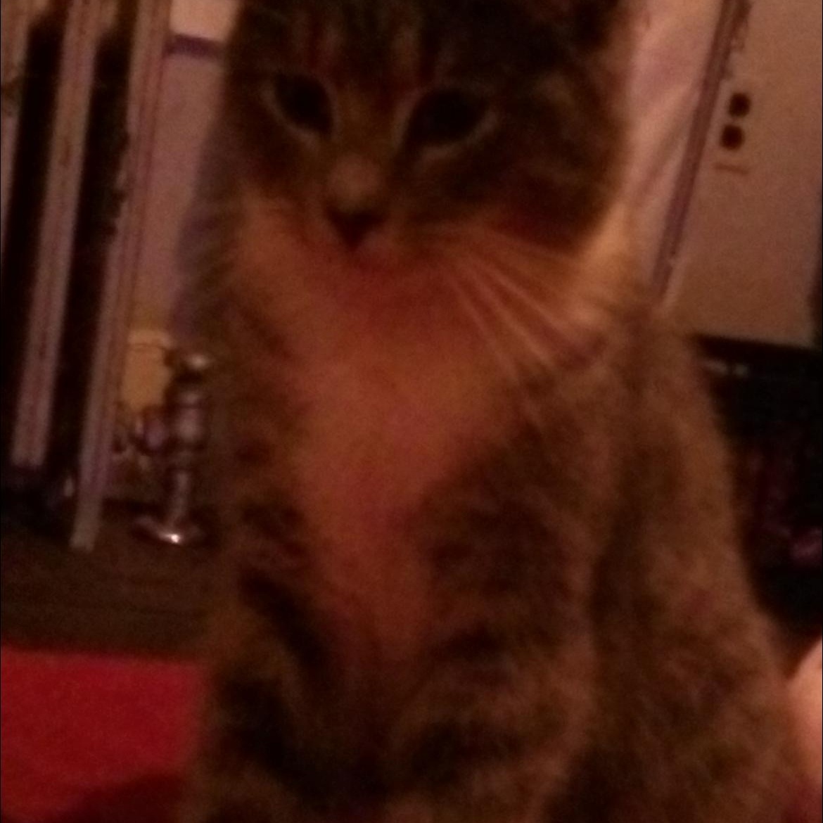 Enlarge Harrison, a ADOPTABLE Domestic Medium Hair in Crofton, MD image 1/1