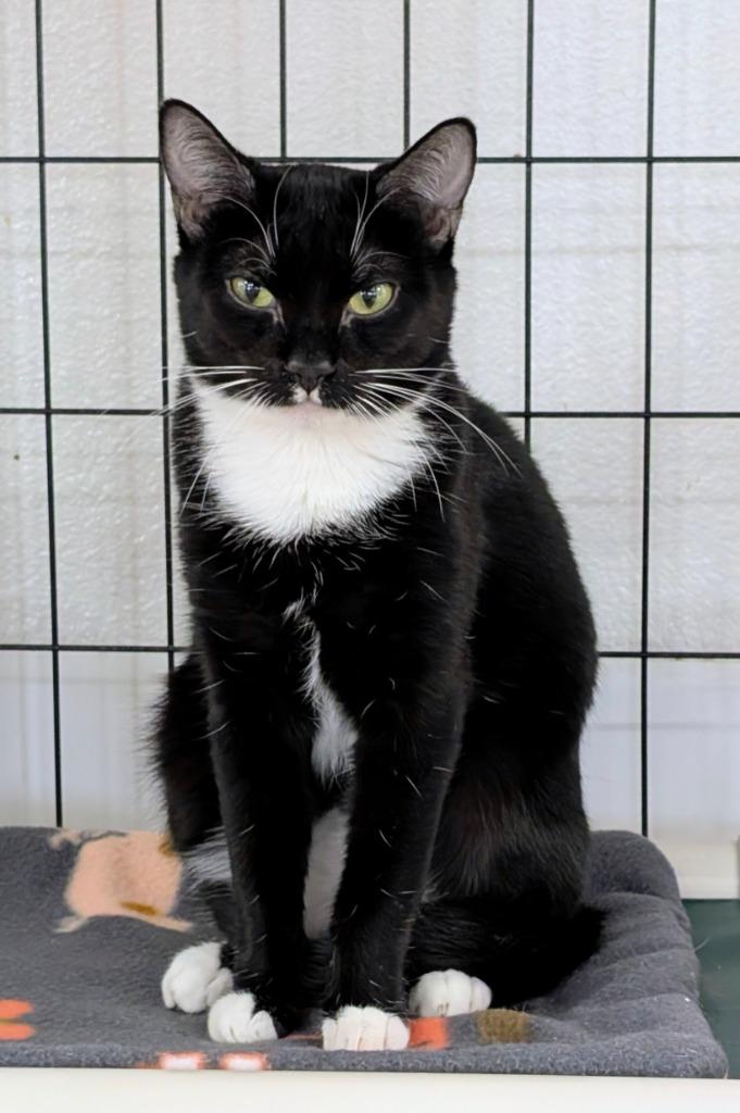 Enlarge Henrietta Von Trapp, a Adoptable mixed breed in Peoria, AZ image 1/4