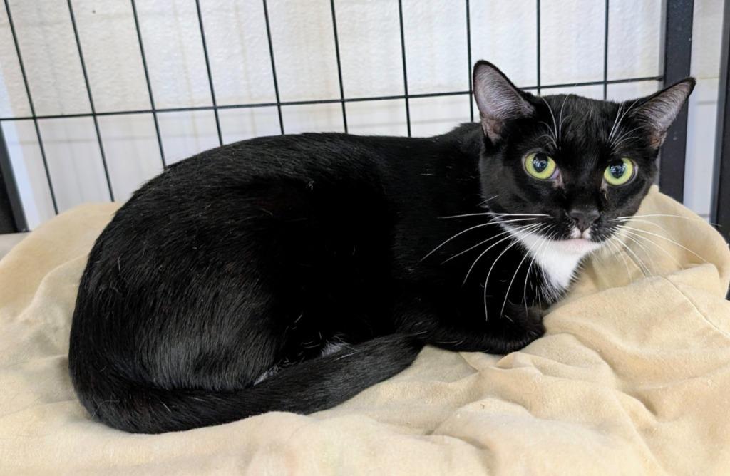 Henrietta Von Trapp, a Adoptable mixed breed in Peoria, AZ image 1/4