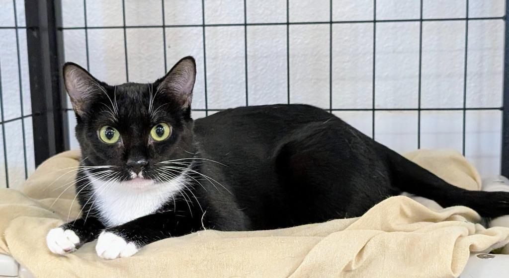 Henrietta Von Trapp, a Adoptable mixed breed in Peoria, AZ image 2/4