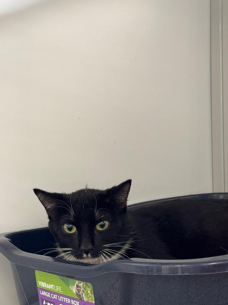 Enlarge Henrietta Von Trapp, a Adoptable mixed breed in Peoria, AZ image 3/4