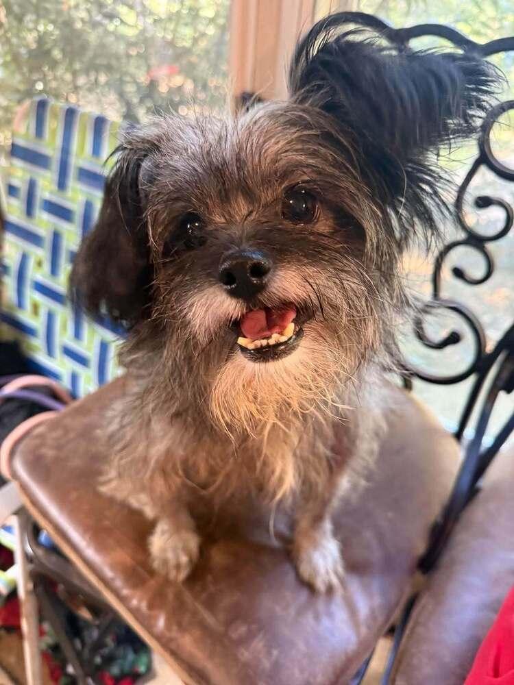 Chiquita, Adoptable, Adult Female Mixed Breed.
