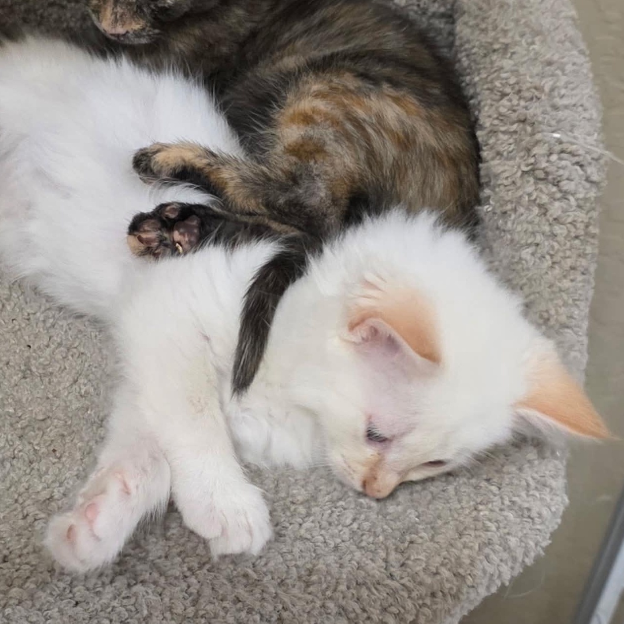 Enlarge Queenie, an adopted Domestic Long Hair in San Anselmo, CA image 2/3