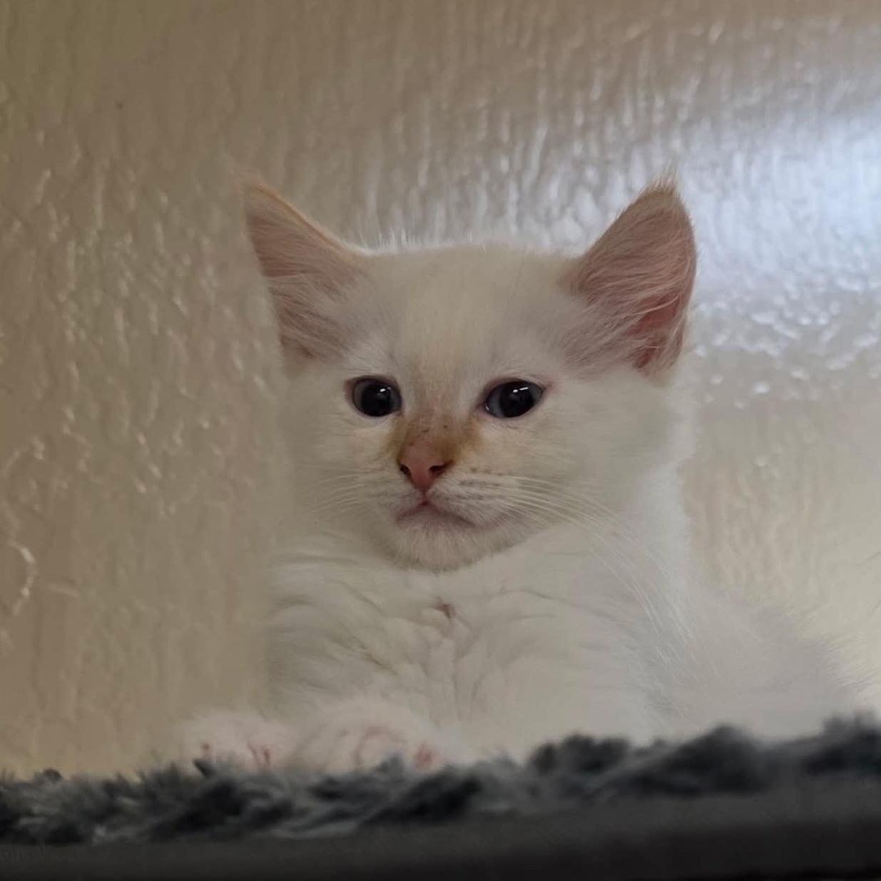 Enlarge Queenie, an adopted Domestic Long Hair in San Anselmo, CA image 1/3