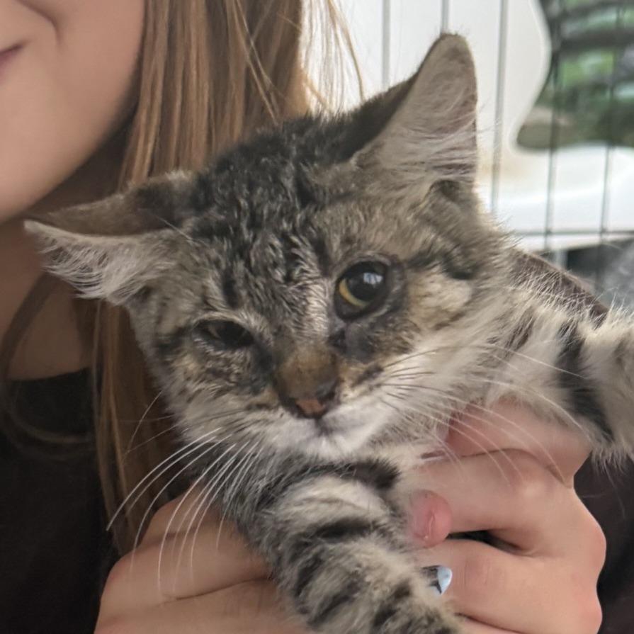 Gina, Adoptable, Kitten Female Domestic Short Hair.