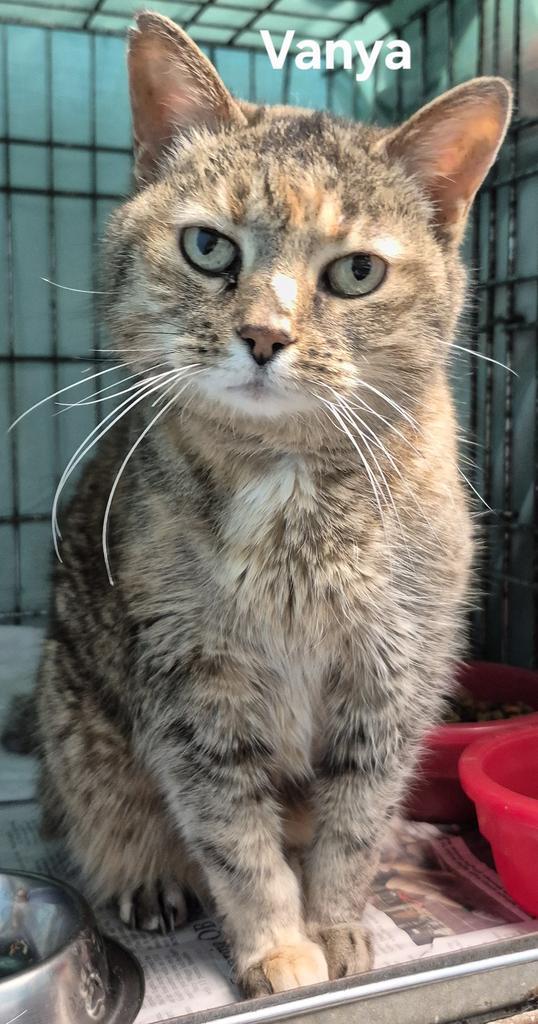Enlarge Vanya, a Adoptable mixed breed in Kendallville, IN image 1/1