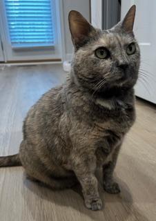 Fauna, a Adoptable mixed breed in Gaithersburg, MD image 2/5