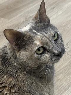 Enlarge Fauna, a Adoptable mixed breed in Gaithersburg, MD image 3/5