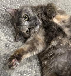 Enlarge Fauna, a Adoptable mixed breed in Gaithersburg, MD image 4/5