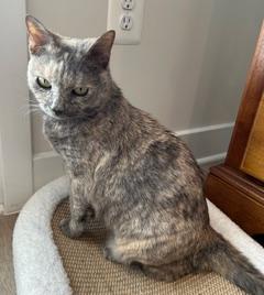 Fauna, a Adoptable mixed breed in Gaithersburg, MD image 4/6